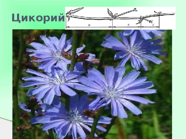 Цикорий 