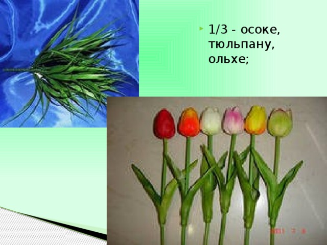 1/3 - осоке, тюльпану, ольхе; 