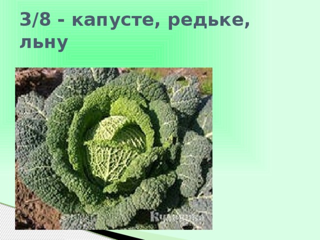 3/8 - капусте, редьке, льну 
