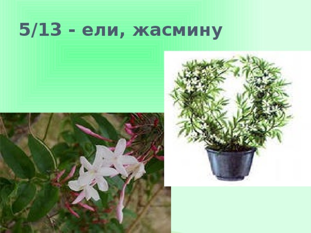 5/13 - ели, жасмину 