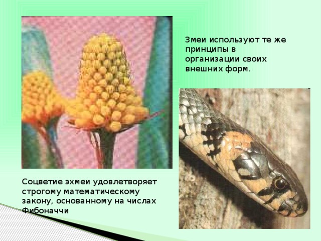 Змеи используют те же принципы в организации своих внешних форм. Соцветие эхмеи удовлетворяет строгому математическому закону, основанному на числах Фибоначчи 