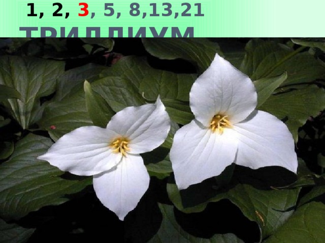  1, 2, 3 , 5, 8,13,21 ТРИЛЛИУМ 
