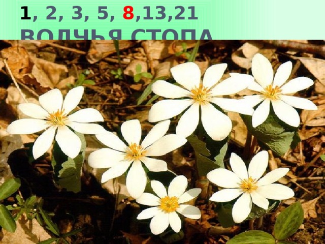 1 , 2, 3, 5, 8 ,13,21  ВОЛЧЬЯ СТОПА 