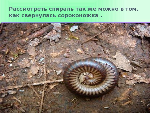 Рассмотреть спираль так же можно в том, как свернулась сороконожка .   