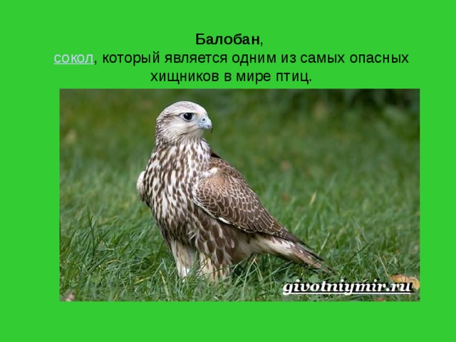   Балобан ,   сокол , который является одним из самых опасных хищников в мире птиц.    