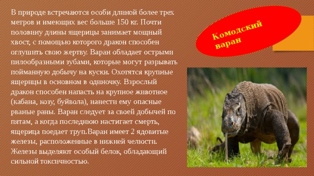Комодский варан В природе встречаются особи длиной более трех метров и имеющих вес больше 150 кг. Почти половину длины ящерицы занимает мощный хвост, с помощью которого дракон способен оглушить свою жертву. Варан обладает острыми пилообразными зубами, которые могут разрывать пойманную добычу на куски. Охотятся крупные ящерицы в основном в одиночку. Взрослый дракон способен напасть на крупное животное (кабана, козу, буйвола), нанести ему опасные рваные раны. Варан следует за своей добычей по пятам, а когда последнюю настигает смерть, ящерица поедает труп.Варан имеет 2 ядовитые железы, расположенные в нижней челюсти. Железы выделяют особый белок, обладающий сильной токсичностью. 