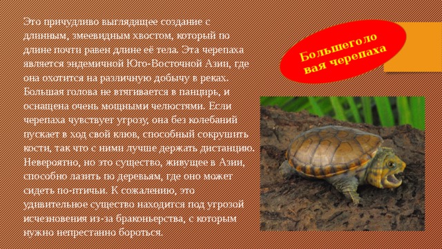 Большеголовая черепаха Это причудливо выглядящее создание с длинным, змеевидным хвостом, который по длине почти равен длине её тела. Эта черепаха является эндемичной Юго-Восточной Азии, где она охотится на различную добычу в реках. Большая голова не втягивается в панцирь, и оснащена очень мощными челюстями. Если черепаха чувствует угрозу, она без колебаний пускает в ход свой клюв, способный сокрушить кости, так что с ними лучше держать дистанцию. Невероятно, но это существо, живущее в Азии, способно лазить по деревьям, где оно может сидеть по-птичьи. К сожалению, это удивительное существо находится под угрозой исчезновения из-за браконьерства, с которым нужно непрестанно бороться.  