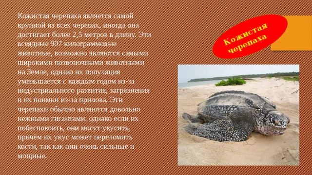 Кожистая черепаха Кожистая черепаха является самой крупной из всех черепах, иногда она достигает более 2,5 метров в длину. Эти всеядные 907 килограммовые животные, возможно являются самыми широкими позвоночными животными на Земле, однако их популяция уменьшается с каждым годом из-за индустриального развития, загрязнения и их поимки из-за прилова. Эти черепахи обычно являются довольно нежными гигантами, однако если их побеспокоить, они могут укусить, причём их укус может переломить кости, так как они очень сильные и мощные. 