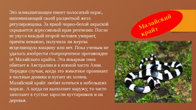 Малайский крайт Это млекопитающее имеет полосатый окрас, напоминающий своей расцветкой жезл регулировщика. За яркой черно-белой окраской скрывается агрессивный нрав рептилии. После ее укуса каждый второй человек умирает, причём неважно, получила ли жертва исцеляющую вакцину или нет. Пока ученым не удалось изобрести стопроцентное противоядие от Малайского крайта. Эта коварная змея обитает в Австралии и в южной части Азии. Нередки случаи, когда это животное проникает в частные домики и пугает их хозяев. Малайский крайт любит ютиться в небольших норках. А когда он выползает наружу, то часто заползает в густые заросли кустарников и на деревья.  