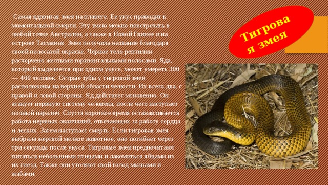 Тигровая змея  Самая ядовитая змея на планете. Ее укус приводит к моментальной смерти. Эту змею можно повстречать в любой точке Австралии, а также в Новой Гвинее и на острове Тасмания. Змея получила название благодаря своей полосатой окраске. Черное тело рептилии расчерчено желтыми горизонтальными полосами. Яда, который выделяется при одном укусе, может умереть 300 — 400 человек. Острые зубы у тигровой змеи расположены на верхней области челюсти. Их всего два, с правой и левой стороны. Яд действует мгновенно. Он атакует нервную систему человека, после чего наступает полный паралич. Спустя короткое время останавливается работа нервных окончаний, отвечающих за работу сердца и легких. Затем наступает смерть. Если тигровая змея выбрала жертвой мелкое животное, оно погибнет через три секунды после укуса. Тигровые змеи предпочитают питаться небольшими птицами и лакомиться яйцами из их гнезд. Также они утоляют свой голод мышами и жабами.   