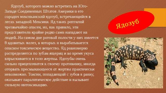 Ядозуб  Ядозуб, которого можно встретить на Юго-Западе Соединенных Штатов Америки и его сородич мексиканский ядозуб, встречающийся в лесах западной Мексики. Яд таких рептилий чрезвычайно опасен, но, как правило, эти представители крайне редко сами нападают на людей..На самом дне ротовой полости у них имеется 8 ядовитых желез, в которых и вырабатывается опасное токсическое вещество. Яд равномерно распределяется по зубам ящериц и во время укуса впрыскивается в тело жертвы. Ядозубы очень сильно прицепляются к своему противнику, иногда оторвать пресмыкающееся от жертвы практически невозможно. Токсин, попадающий с зубов в ранку, оказывает паралитическое действие и вызывает сильную интоксикацию. 