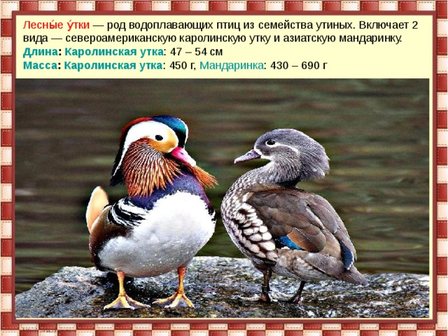 Лесны́е у́тки — род водоплавающих птиц из семейства утиных. Включает 2 вида — североамериканскую каролинскую утку и азиатскую мандаринку.  Длина :  Каролинская утка : 47 – 54 см  Масса :  Каролинская утка : 450 г,  Мандаринка : 430 – 690 г 