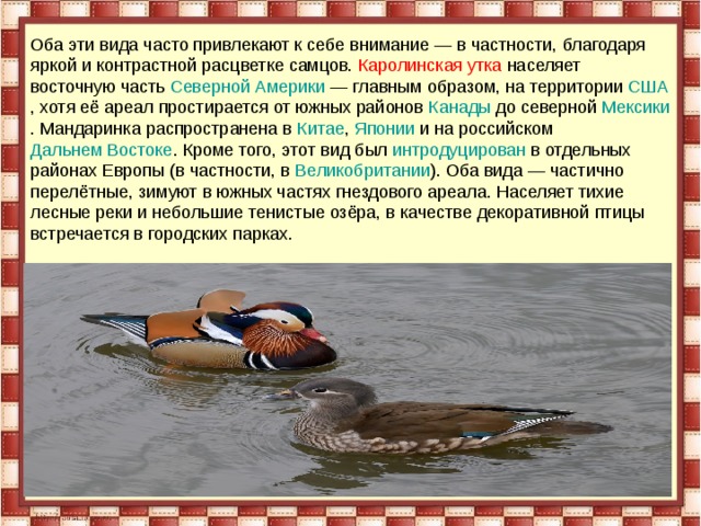 Оба эти вида часто привлекают к себе внимание — в частности, благодаря яркой и контрастной расцветке самцов. Каролинская утка населяет восточную часть  Северной Америки  — главным образом, на территории  США , хотя её ареал простирается от южных районов  Канады  до северной  Мексики . Мандаринка распространена в  Китае ,  Японии  и на российском  Дальнем Востоке . Кроме того, этот вид был  интродуцирован  в отдельных районах Европы (в частности, в  Великобритании ). Оба вида — частично перелётные, зимуют в южных частях гнездового ареала. Населяет тихие лесные реки и небольшие тенистые озёра, в качестве декоративной птицы встречается в городских парках. 
