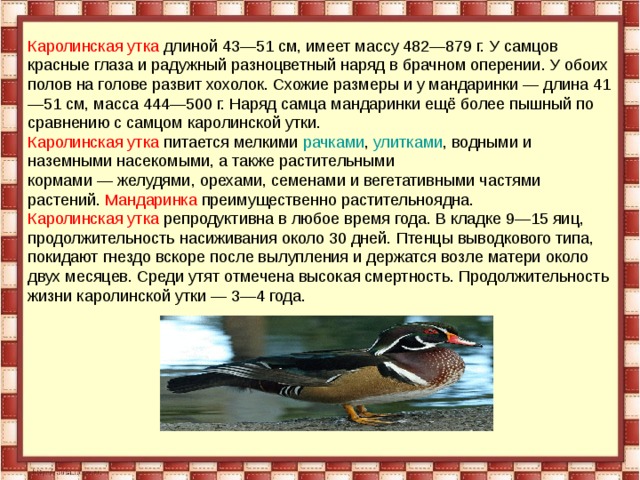 Каролинская утка длиной 43—51 см, имеет массу 482—879 г. У самцов красные глаза и радужный разноцветный наряд в брачном оперении. У обоих полов на голове развит хохолок. Схожие размеры и у мандаринки — длина 41—51 см, масса 444—500 г. Наряд самца мандаринки ещё более пышный по сравнению с самцом каролинской утки. Каролинская утка питается мелкими  рачками ,  улитками , водными и наземными насекомыми, а также растительными кормами — желудями, орехами, семенами и вегетативными частями растений. Мандаринка преимущественно растительноядна. Каролинская утка репродуктивна в любое время года. В кладке 9—15 яиц, продолжительность насиживания около 30 дней. Птенцы выводкового типа, покидают гнездо вскоре после вылупления и держатся возле матери около двух месяцев. Среди утят отмечена высокая смертность. Продолжительность жизни каролинской утки — 3—4 года. 