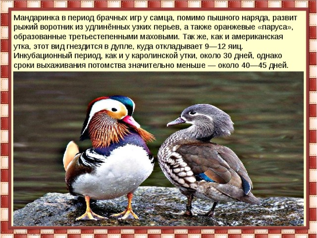 Мандаринка в период брачных игр у самца, помимо пышного наряда, развит рыжий воротник из удлинённых узких перьев, а также оранжевые «паруса», образованные третьестепенными маховыми. Так же, как и американская утка, этот вид гнездится в дупле, куда откладывает 9—12 яиц. Инкубационный период, как и у каролинской утки, около 30 дней, однако сроки выхаживания потомства значительно меньше — около 40—45 дней. 