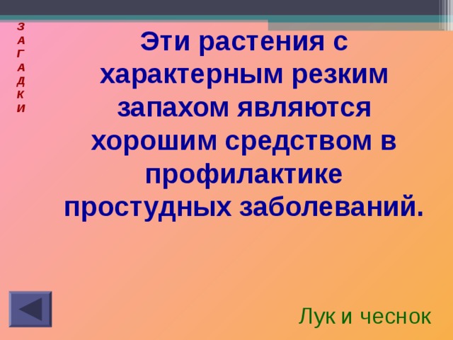 З  А  Г  А  Д  К  И  Эти растения с характерным резким запахом являются хорошим средством в профилактике простудных заболеваний. Лук и чеснок 