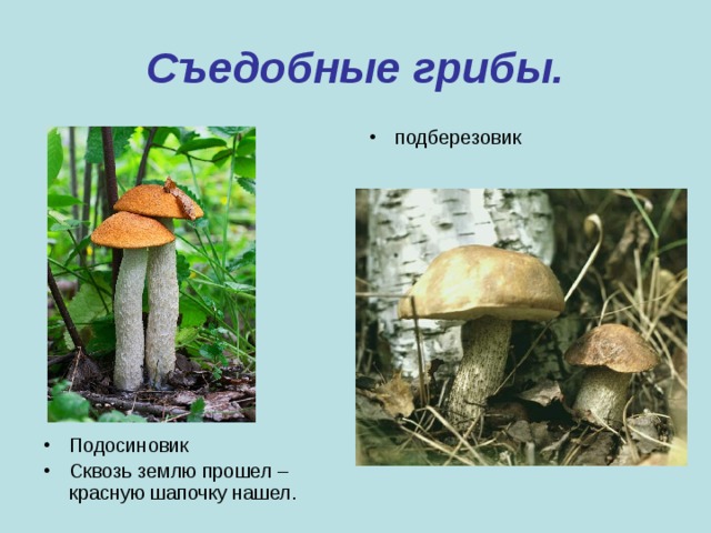 Съедобные грибы. подберезовик Подосиновик Сквозь землю прошел – красную шапочку нашел. 