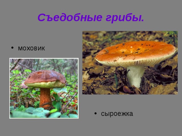 Съедобные грибы. моховик сыроежка 