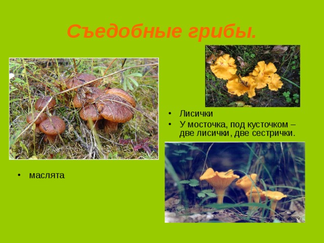 Съедобные грибы. Лисички У мосточка, под кусточком – две лисички, две сестрички. маслята 