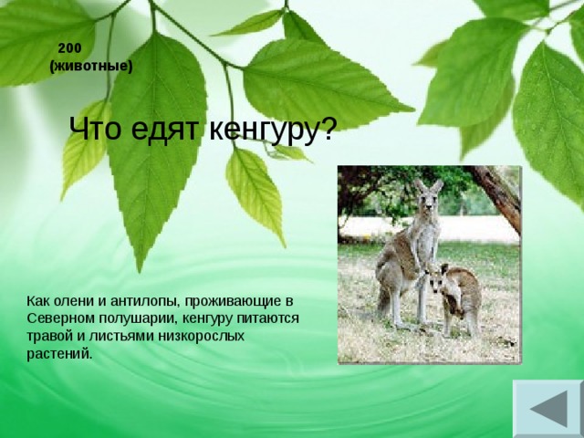  200 (животные) Что едят кенгуру? Как олени и антилопы, проживающие в Северном полушарии, кенгуру питаются травой и листьями низкорослых растений. 