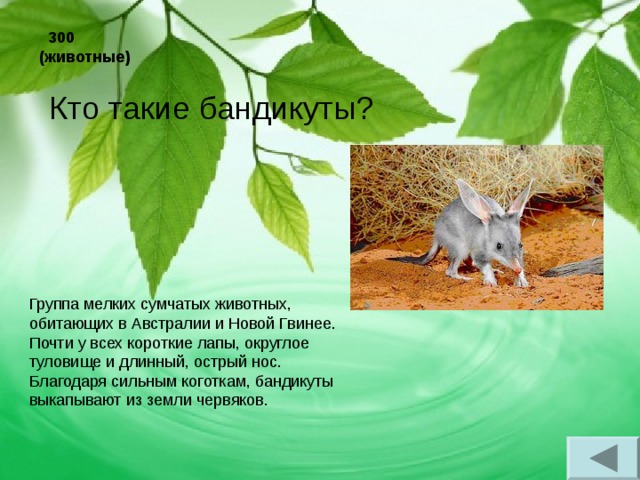  300 (животные) Кто такие бандикуты? Группа мелких сумчатых животных, обитающих в Австралии и Новой Гвинее. Почти у всех короткие лапы, округлое туловище и длинный, острый нос. Благодаря сильным коготкам, бандикуты выкапывают из земли червяков. 