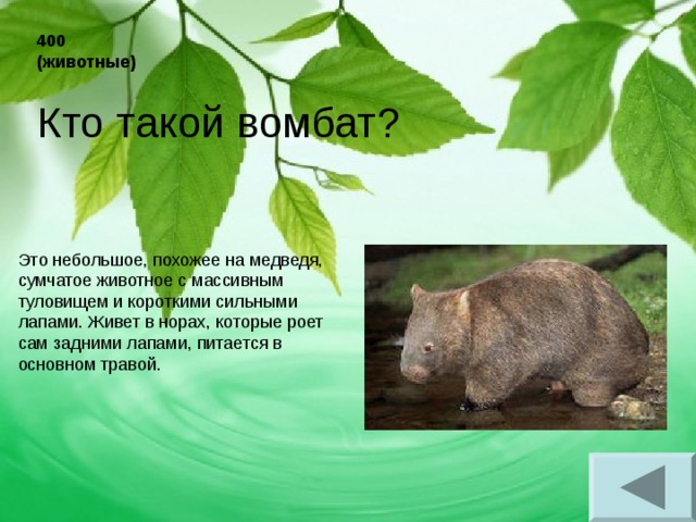 400 (животные) Кто такой вомбат? Это небольшое, похожее на медведя, сумчатое животное с массивным туловищем и короткими сильными лапами. Живет в норах, которые роет сам задними лапами, питается в основном травой. 