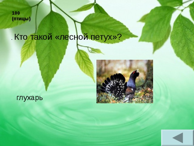 100 (птицы) . Кто такой «лесной петух»? глухарь 