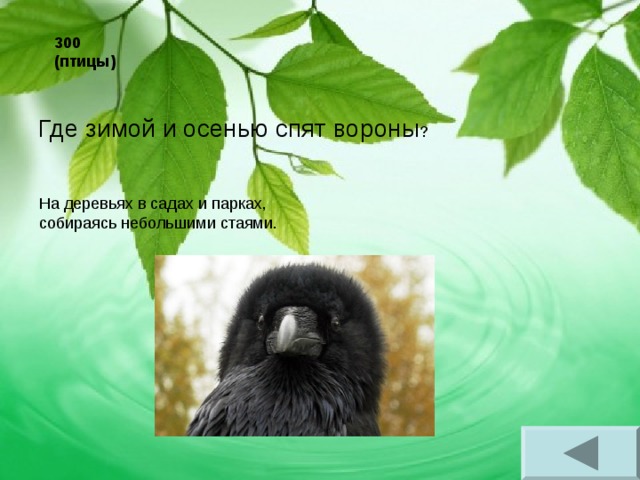 300 (птицы)  Где зимой и осенью спят вороны ? На деревьях в садах и парках, собираясь небольшими стаями. 