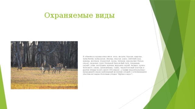 Охраняемые виды К объектам охраны относятся: лось, косуля, барсук, ондатра, заяц-беляк, заяц-русак, лисица, корсак, рысь, светлый хорь, куница, колонок, горностай, ласка, тетерев, куропатки (белая, серая), перепел, гуси (большой белолобый гусь, гуменник, серый), утки, пастушки, кулики, журавль серый, лебеди, орлан-белохвост, скопа, шилоклювка, савка, черноголовый хохотун и другие птицы (всего около 250 видов), а также территориально-природный озерно-займищный комплекс угодий с остепненными участками (водно-болотные угодья 