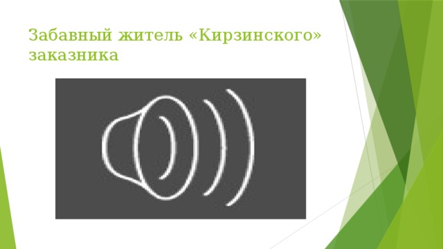 Забавный житель «Кирзинского» заказника 