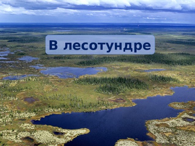 В лесотундре