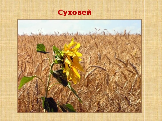 Суховей 