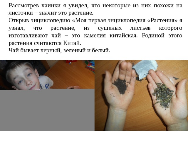 Рассмотрев чаинки я увидел, что некоторые из них похожи на листочки – значит это растение. Открыв энциклопедию «Моя первая энциклопедия «Растения» я узнал, что растение, из сушеных листьев которого изготавливают чай – это камелия китайская. Родиной этого растения считаются Китай. Чай бывает черный, зеленый и белый. 