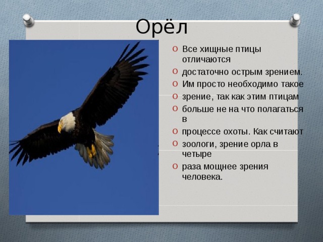 Орёл Все хищные птицы отличаются достаточно острым зрением. Им просто необходимо такое зрение, так как этим птицам больше не на что полагаться в процессе охоты. Как считают зоологи, зрение орла в четыре раза мощнее зрения человека.  