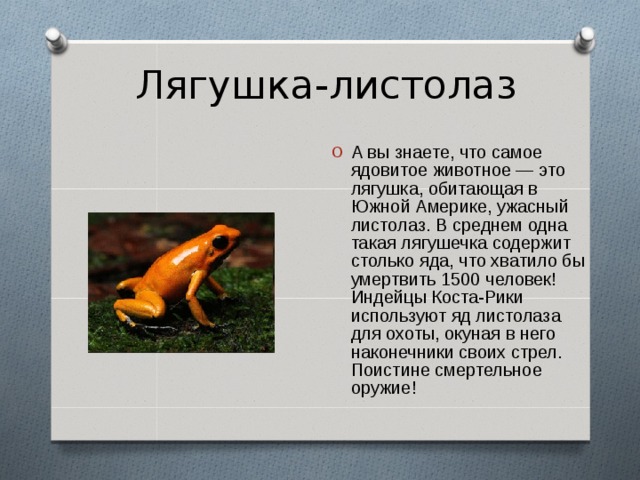  Лягушка-листолаз А вы знаете, что самое ядовитое животное — это лягушка, обитающая в Южной Америке, ужасный листолаз. В среднем одна такая лягушечка содержит столько яда, что хватило бы умертвить 1500 человек! Индейцы Коста-Рики используют яд листолаза для охоты, окуная в него наконечники своих стрел. Поистине смертельное оружие! 