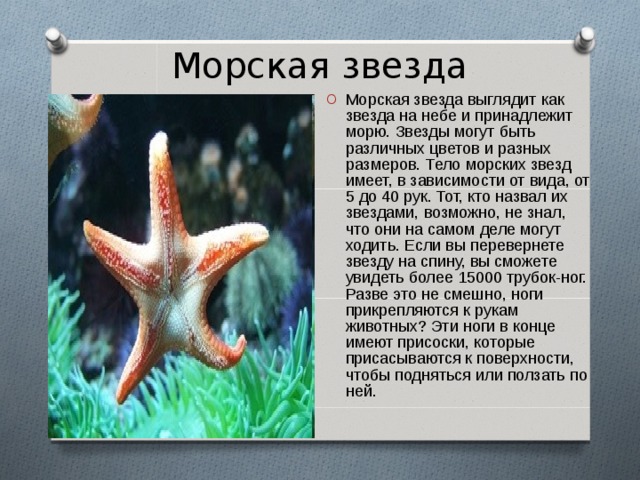Морская звезда Морская звезда выглядит как звезда на небе и принадлежит морю. Звезды могут быть различных цветов и разных размеров. Тело морских звезд имеет, в зависимости от вида, от 5 до 40 рук. Тот, кто назвал их звездами, возможно, не знал, что они на самом деле могут ходить. Если вы перевернете звезду на спину, вы сможете увидеть более 15000 трубок-ног. Разве это не смешно, ноги прикрепляются к рукам животных? Эти ноги в конце имеют присоски, которые присасываются к поверхности, чтобы подняться или ползать по ней. 