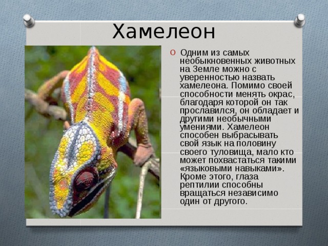 Хамелеон Одним из самых необыкновенных животных на Земле можно с уверенностью назвать хамелеона. Помимо своей способности менять окрас, благодаря которой он так прославился, он обладает и другими необычными умениями. Хамелеон способен выбрасывать свой язык на половину своего туловища, мало кто может похвастаться такими «языковыми навыками». Кроме этого, глаза рептилии способны вращаться независимо один от другого. 
