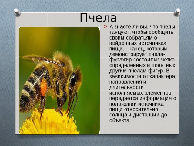 Пчела А знаете ли вы, что пчелы танцуют, чтобы сообщить своим собратьям о найденных источниках пищи. Танец, который демонстрирует пчела-фуражир состоит из четко определенных и понятных другим пчелам фигур. В зависимости от характера, направления и длительности исполняемых элементов, передается информация о положении источника пищи относительно солнца и дистанции до объекта. 