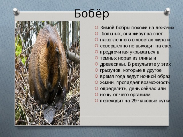 Бобёр Зимой бобры похожи на лежачих  больных, они живут за счет накопленного в хвостах жира и совершенно не выходят на свет, предпочитая укрываться в темных норах из глины и древесины. В результате у этих грызунов, которые в другое время года ведут ночной образ жизни, пропадает возможность определить, день сейчас или ночь, от чего организм переходит на 29-часовые сутки. 