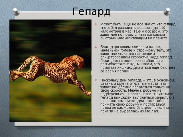 Гепард Может быть, еще не все знают, что гепард способен развивать скорость до 110 километров в час. Таким образом, это животное по праву считается самым быстрым млекопитающим на планете. Благодаря своим длинным лапам, маленькой голове и стройному телу, это животное является настоящим олицетворением скорости! Когда гепард бежит, его позвоночник сгибается и разгибается с каждым шагом, что помогает хищнику двигаться еще быстрее во время погони.  Поскольку дом гепарда – это, в основном, савана и другие открытые места, это животное должно полагаться только на свою скорость. Иначе к добыче не подберешься – просто негде спрятаться! Гепард вынужден выложиться зачастую в невероятном рывке, для того чтобы поймать свою добычу и постараться потом ее как можно быстрее прикончить, пока та не вырвалась из его лап. 