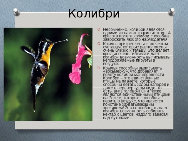 Колибри Несомненно, колибри являются одними из самых красивых птиц. А красота полета колибри способна заворожить любого наблюдателя. Крылья прикреплены к плечевым суставам, которые расположены очень близко к тельцу. Это делает крылья очень гибкими и дает колибри возможность выписывать неподражаемые пируэты в воздухе. Крылья способны выписывать «восьмерку», что добавляет полету колибри маневренности. Колибри – это единственные птицы на планете, которые способны летать задом наперед и даже в перевернутом виде, то есть, вниз головой! Они также являются единственными птицами на Земле, которые способны парить в воздухе, что является поистине захватывающим зрелищем! Эта способность дает колибри возможность собирать нектар с цветов, надолго зависая над бутонами. 