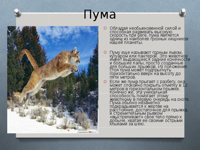 Пума Обладая необыкновенной силой и способная развивать высокую скорость при беге, пума является одним из наиболее грозных хищников нашей планеты.  Пуму еще называют горным львом, кугуаром или пантерой. Это животное имеет выдающиеся задние конечности и большие лапы, просто созданные для больших прыжков. Из положения стоя пума может подпрыгнуть горизонтально вверх на высоту до пяти метров. Если же пума прыгает с разбегу, она может спокойно покрыть отметку в 12 метров в горизонтальном прыжке. Конечно же, эта уникальная способность помогает этому животному в первую очередь на охоте. Пума обычно незаметно подкрадывается к жертве на расстояние, достаточное для прыжка, и стремительным рывком «выстреливает» свое тело прямо к добыче, хватая ее своими острыми клыками за шею. 