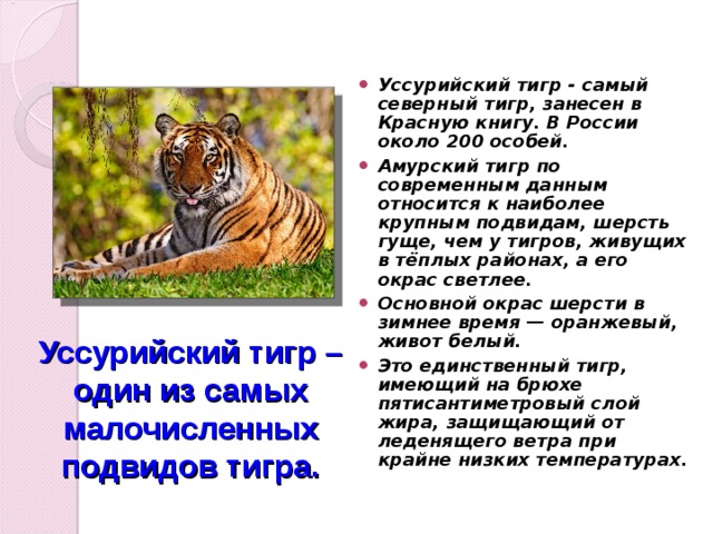 Уссурийский тигр - самый северный тигр, занесен в Красную книгу. В России около 200 особей. Амурский тигр по современным данным относится к наиболее крупным подвидам, шерсть гуще, чем у тигров, живущих в тёплых районах, а его окрас светлее. Основной окрас шерсти в зимнее время — оранжевый, живот белый. Это единственный тигр, имеющий на брюхе пятисантиметровый слой жира, защищающий от леденящего ветра при крайне низких температурах.  Уссурийский тигр – один из самых малочисленных подвидов тигра. 