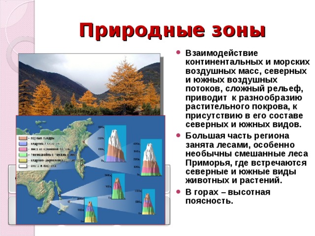 Природные зоны Взаимодействие континентальных и морских воздушных масс, северных и южных воздушных потоков, сложный рельеф, приводит к разнообразию растительного покрова, к присутствию в его составе северных и южных видов. Большая часть региона занята лесами, особенно необычны смешанные леса Приморья, где встречаются северные и южные виды животных и растений. В горах – высотная поясность. 