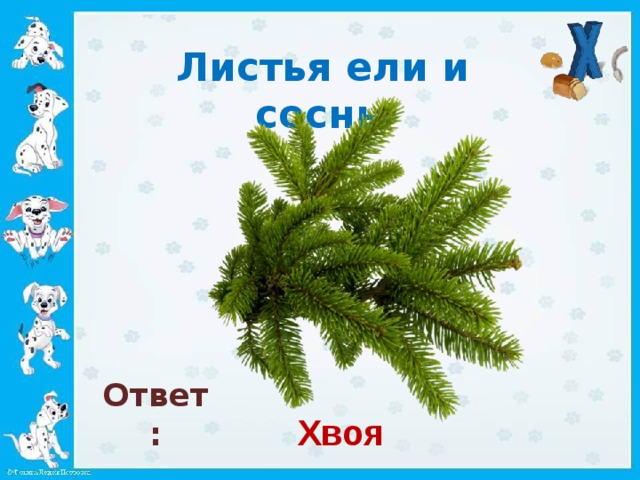 Листья ели и сосны   Ответ: Хвоя