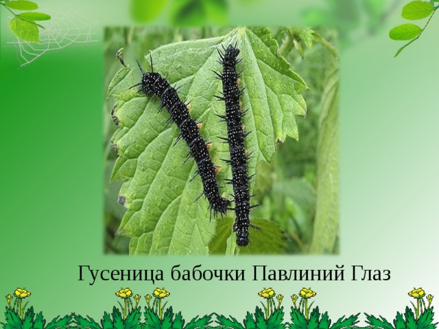 Гусеница бабочки Павлиний Глаз 