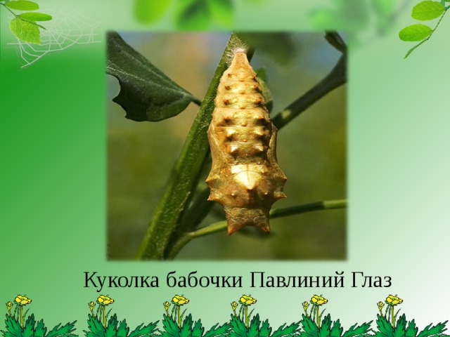 Куколка бабочки Павлиний Глаз 