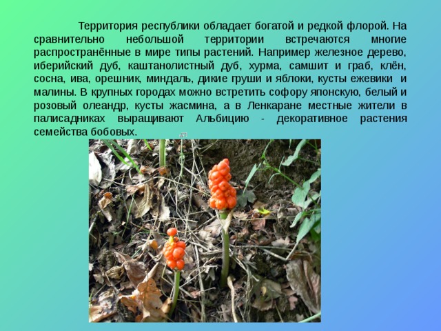  Аризема (Arisaema , «Однопокровница») — растение семейства аронниковых (Araceae ). Распространено в лесах тропиков, субтропиков и умеренного климата Азии, Китая и российского Дальнего Востока  Территория республики обладает богатой и редкой флорой. На сравнительно небольшой территории встречаются многие распространённые в мире типы растений. Например железное дерево, иберийский дуб, каштанолистный дуб, хурма, самшит и граб, клён, сосна, ива, орешник, миндаль, дикие груши и яблоки, кусты ежевики и малины. В крупных городах можно встретить софору японскую, белый и розовый олеандр, кусты жасмина, а в Ленкаране местные жители в палисадниках выращивают Альбицию - декоративное растения семейства бобовых. 