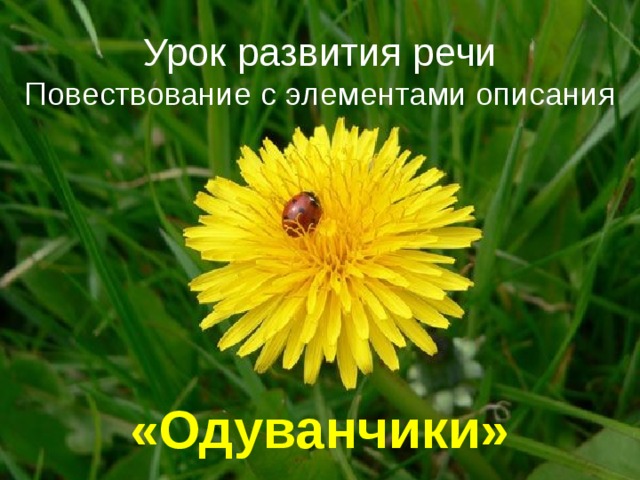 Урок развития речи  Повествование с элементами описания «Одуванчики» 