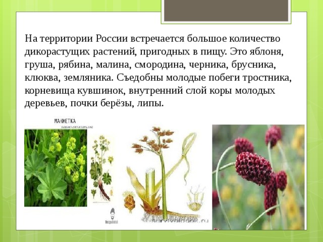 На территории России встречается большое количество дикорастущих растений, пригодных в пищу. Это яблоня, груша, рябина, малина, смородина, черника, брусника, клюква, земляника. Съедобны молодые побеги тростника, корневища кувшинок, внутренний слой коры молодых деревьев, почки берёзы, липы. 